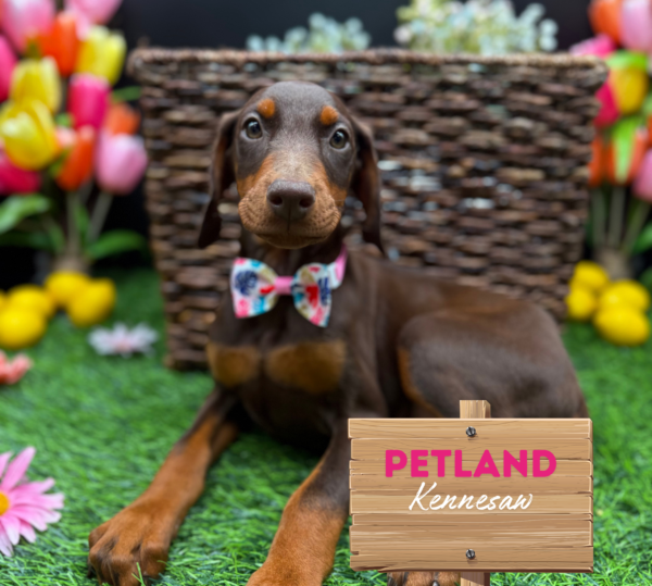 [#25137-09] Red / Rust F Doberman Pinscher Puppies For Sale