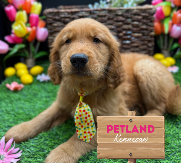 [#25159-02] Dark Golden M Golden Retriever Puppies For Sale