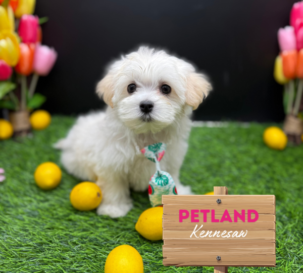 [#251313-03] White M Maltese Puppies For Sale