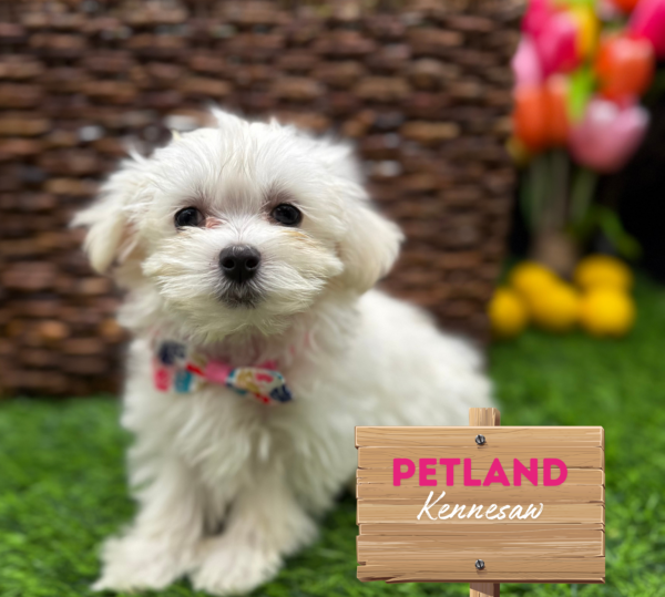 [#251313-05] White F Maltese Puppies For Sale