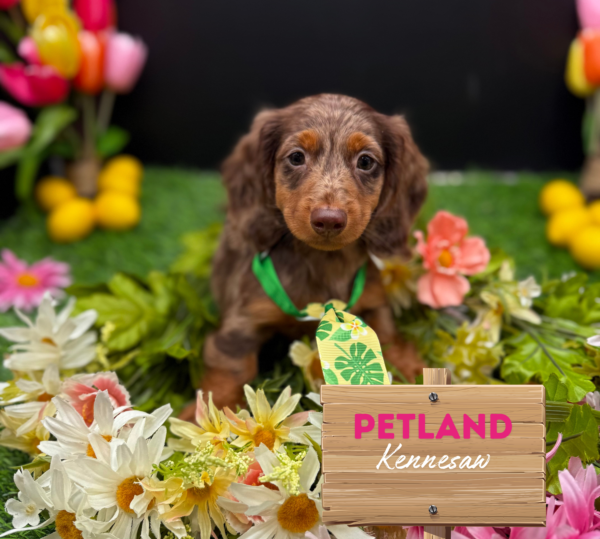[#251361-02] Chocolate / Tan M Dachshund Puppies For Sale