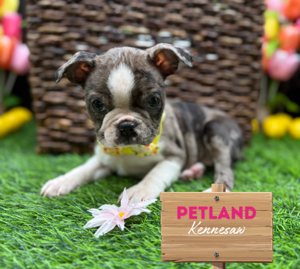 [#251390-03] Merle F Boston Terrier Puppies For Sale