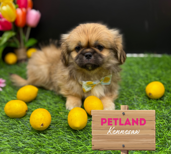 [#251399-03] Sable F Pekingese Puppies For Sale