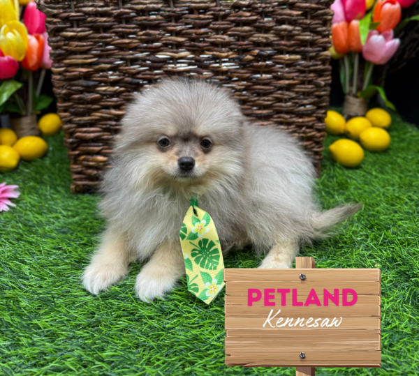 [#251425-01] Blue Merle M Pomeranian Puppies For Sale