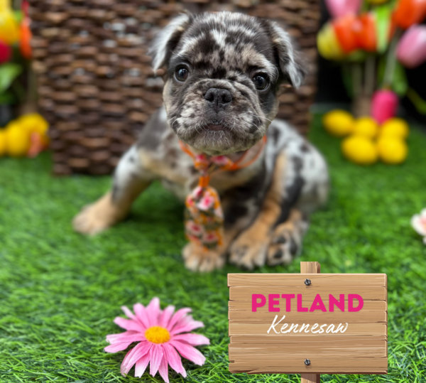 [#251481-02] Blue Merle / Tan M French Bulldog Puppies For Sale