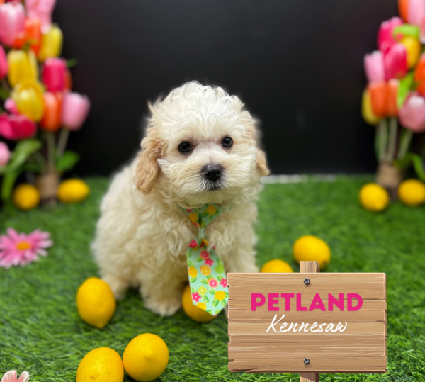 [#251511-02] Tan / White M Maltipoo Puppies For Sale