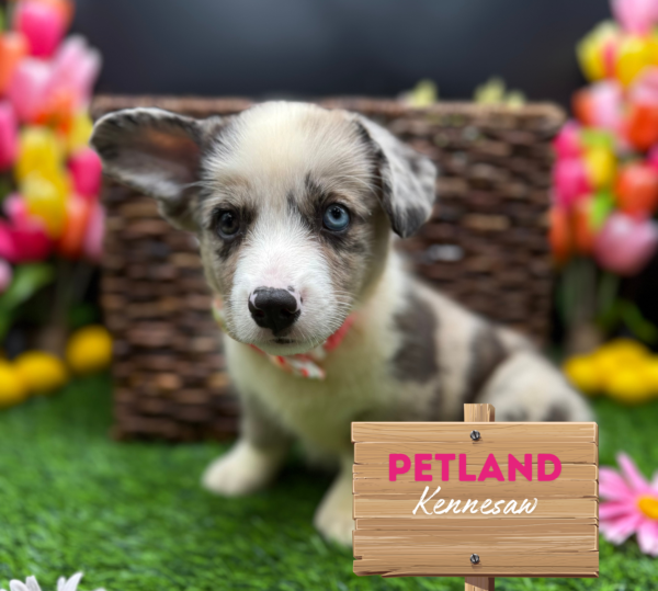 [#251607-06] Blue Merle F Cardigan Welsh Corgi Puppies For Sale