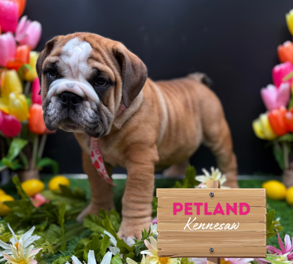 [#251630-02] Fawn / White M English Bulldog  Puppies For Sale