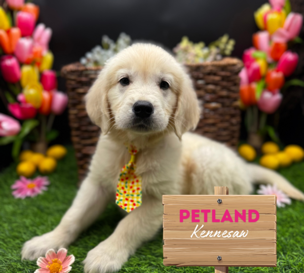 [#251790-07] English Cream M Golden Retriever Puppies For Sale