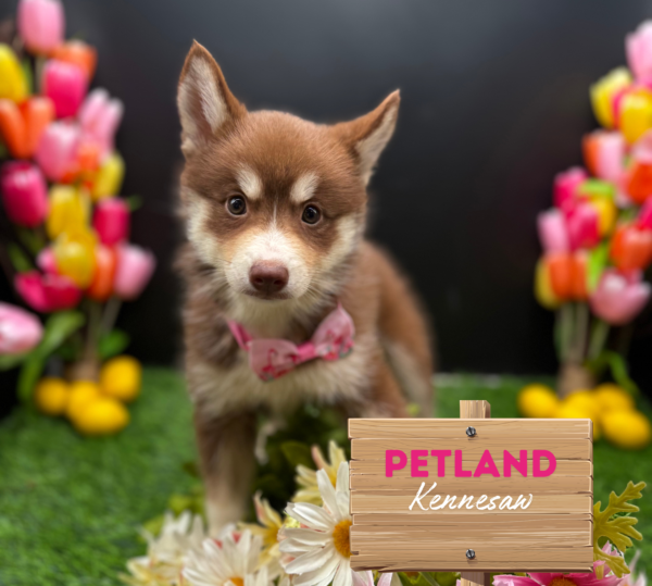 [#251841-02] Red F Pomsky Puppies For Sale