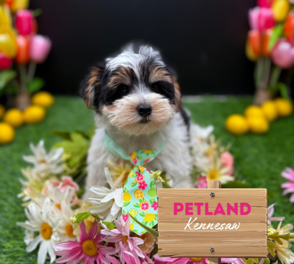 [#251230-04] Tri-Colored M Yorkshire Terrier Puppies For Sale