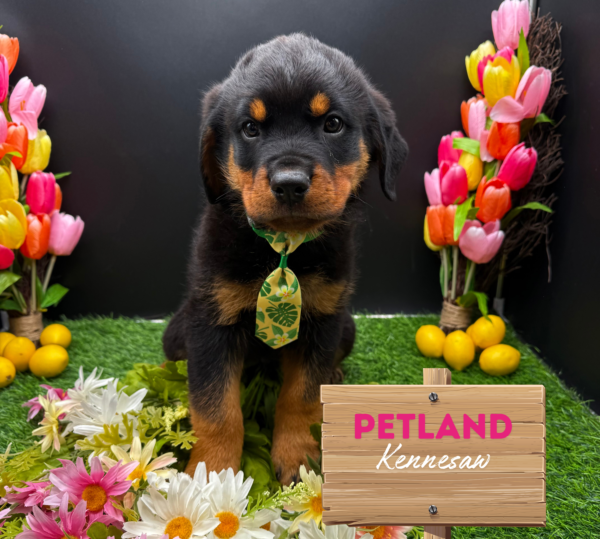 [#25176-01] Black / Tan M Rottweiler Puppies For Sale