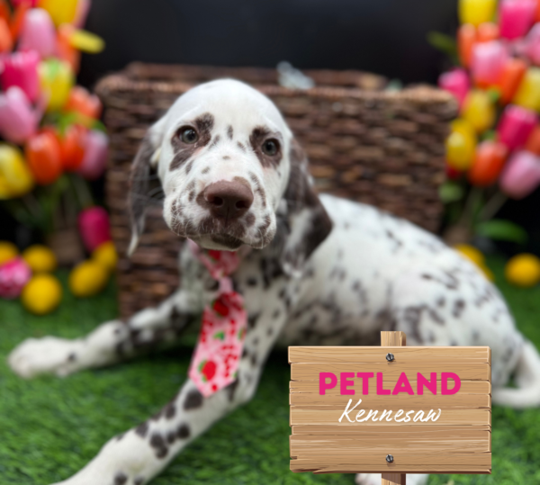 [#251348-05] Liver / White M Dalmatian Puppies For Sale