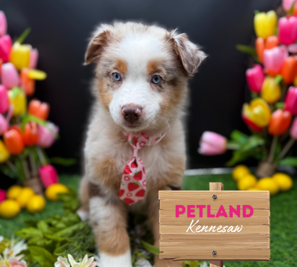 [#251362-05] Red Merle M Australian Shepherd Puppies For Sale