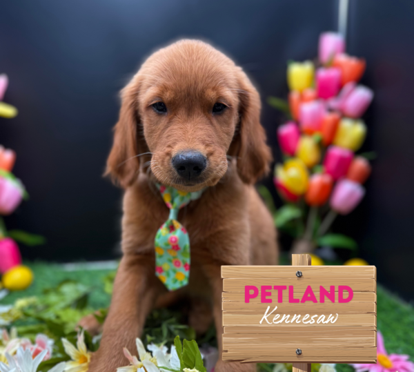 [#251379-03] Dark Golden M Golden Retriever Puppies For Sale