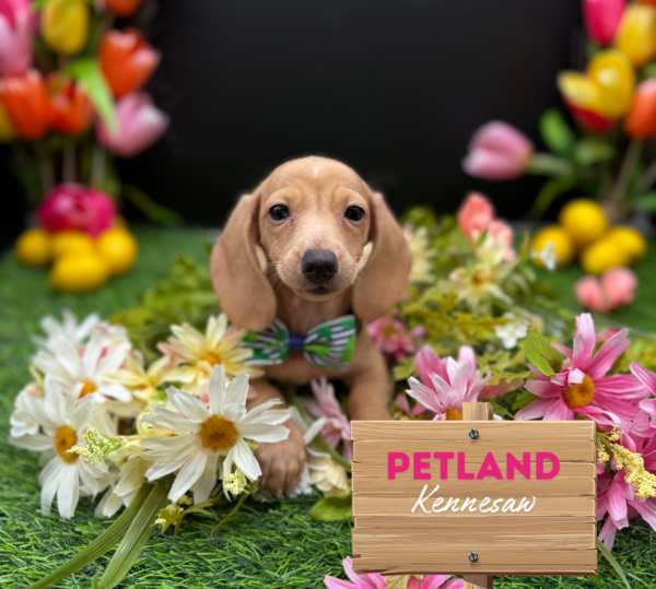 [#251485-03] Cream F Dachshund Puppies For Sale