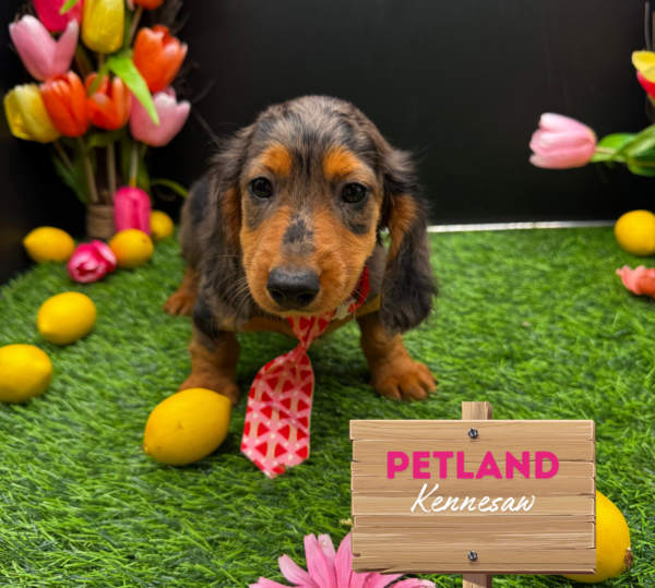 [#251488-01] Blue Dapple M Dachshund Puppies For Sale