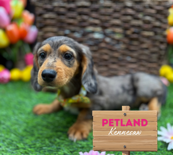 [#251488-03] Blue Dapple F Dachshund Puppies For Sale