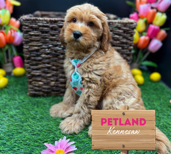 [#251614-01] Apricot M Poodle/Goldendoodle Puppies For Sale