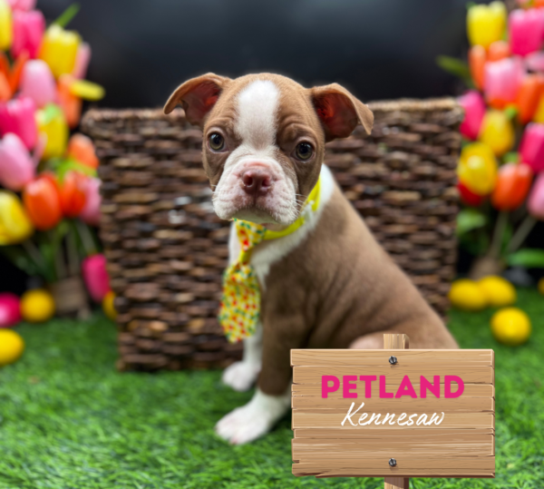 [#251857-01] Red / White M Boston Terrier Puppies For Sale