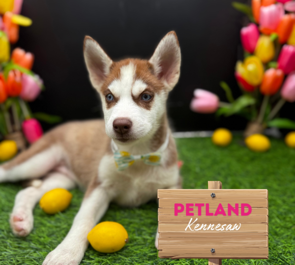 [#251907-06] Red / White F Siberian Husky Puppies For Sale