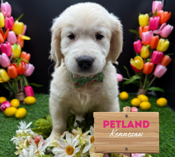 [#25179-03] Light Golden F Golden Retriever Puppies For Sale