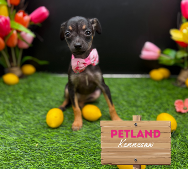 [#251294-02] Black / Tan F Chihuahua Puppies For Sale