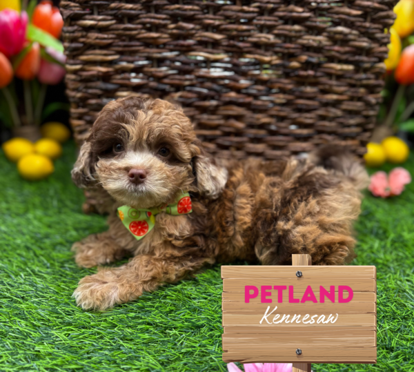 [#251296-05] Chocolate Merle F ShizaPoo Puppies For Sale