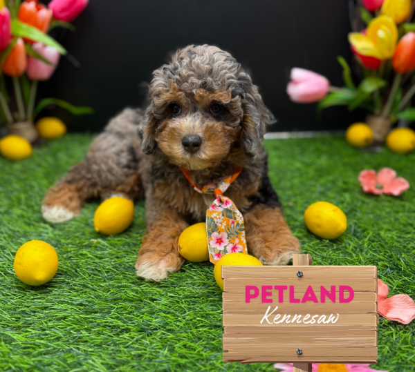 [#251298-01] Blue Merle / Tan M Poodle Puppies For Sale