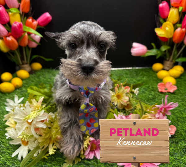[#251300-02] Blue Merle M Miniature Schnauzer Puppies For Sale