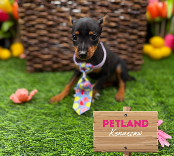 [#251454-01] Black / Tan M Miniature Pinscher Puppies For Sale
