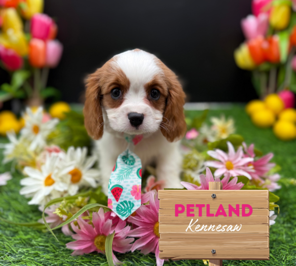 [#251304-01] Blenheim M Cavalier King Charles Spaniel Puppies For Sale
