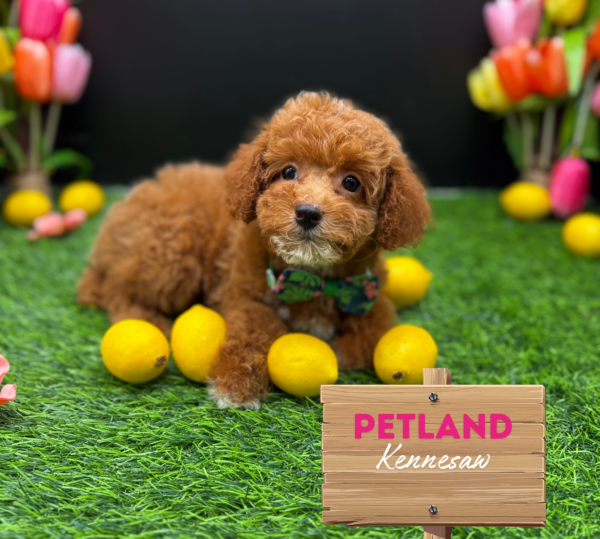 [#251588-04] Red / White F Poodle Mini Puppies For Sale