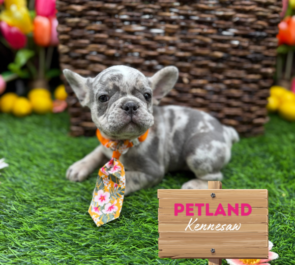[#251121-01] Blue Merle M French Bulldog Puppies For Sale
