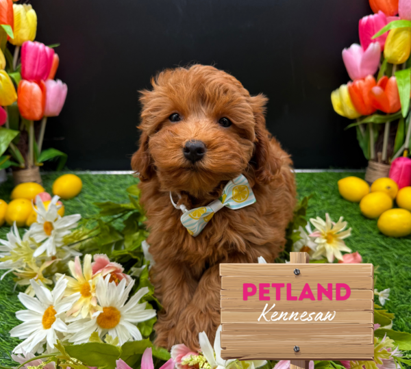 [#251176-04] Red F Goldendoodle Mini F1b Puppies For Sale