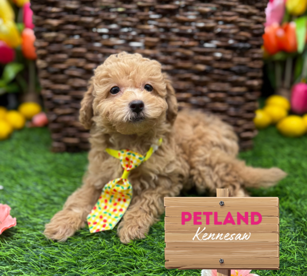 [#251213-01] Red M Bichapoo Puppies For Sale