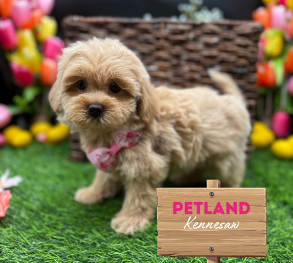 [#251286-03] Blenheim F ShihPoo Puppies For Sale