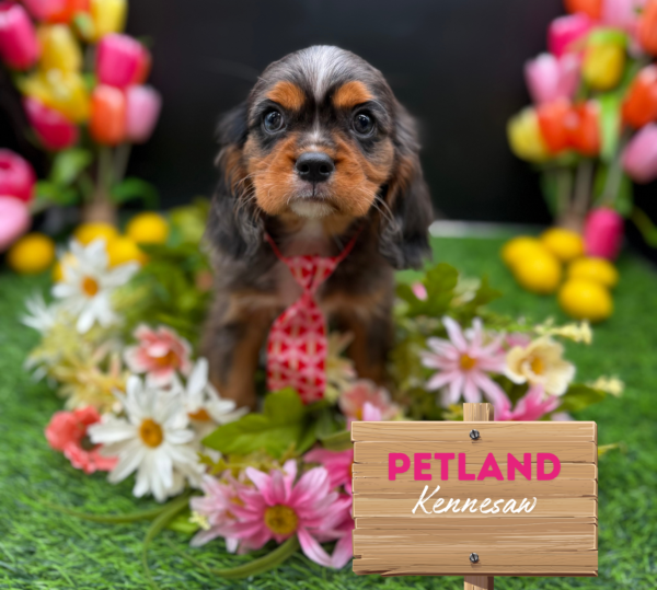 [#251467-03] Blue Merle M Cavalier King Charles Spaniel Puppies For Sale