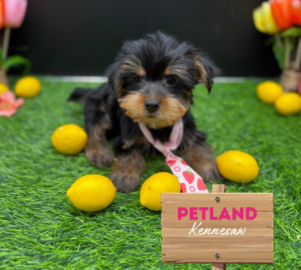 [#251309-02] Black / Tan M Yorkshire Terrier Puppies For Sale