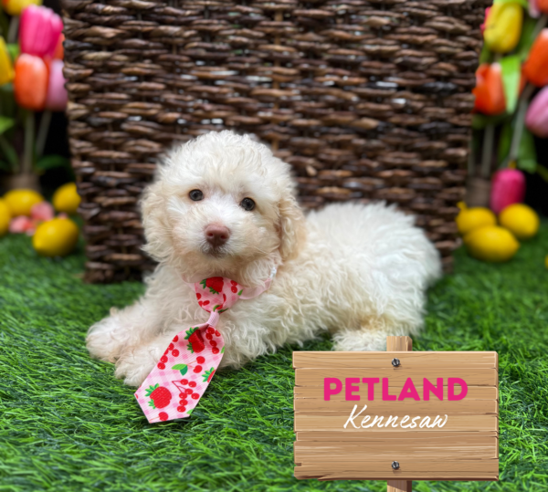 [#251347-01] Cream M Poodle Mini Puppies For Sale