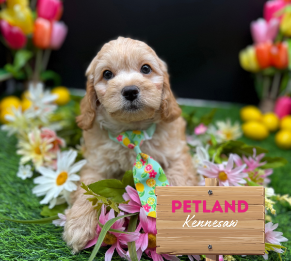 [#251355-02] Cream M Cockadoodle Puppies For Sale