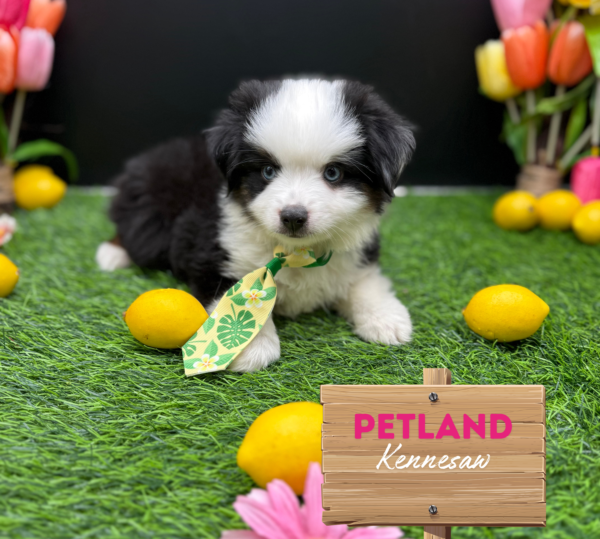 [#251460-02] Tri-Colored M Miniature American Shepherd Puppies For Sale