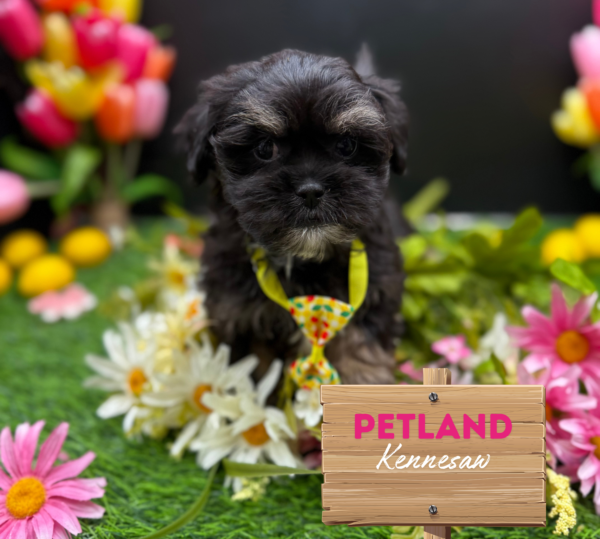 [#251538-04] Black / White M Lhasa Apso Puppies For Sale