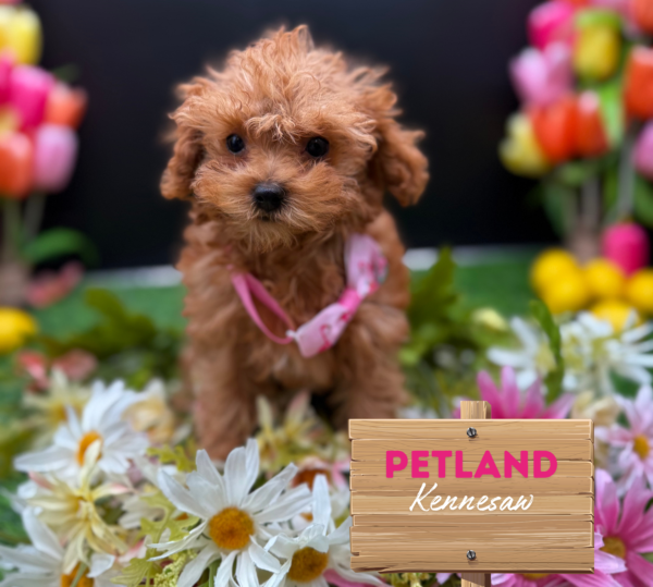 [#251578-03] Red F Poodle Mini Puppies For Sale
