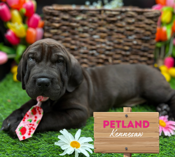 [#251585-02] Chocolate M Chinese Shar-Pei/Basset Puppies For Sale