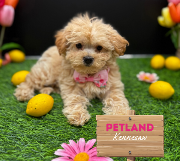 [#251590-04] Apricot F Maltipoo Puppies For Sale