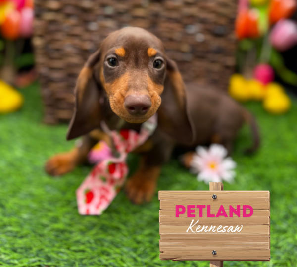 [#251625-02] Chocolate / Tan M Dachshund Puppies For Sale