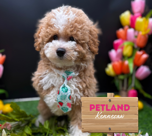 [#251676-01] Red / White M Bernedoodle Puppies For Sale