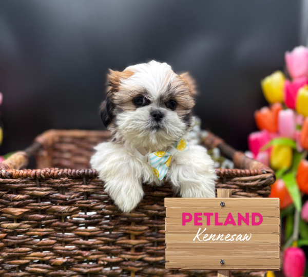 [#251720-04] Red / White F Shih Tzu Puppies For Sale