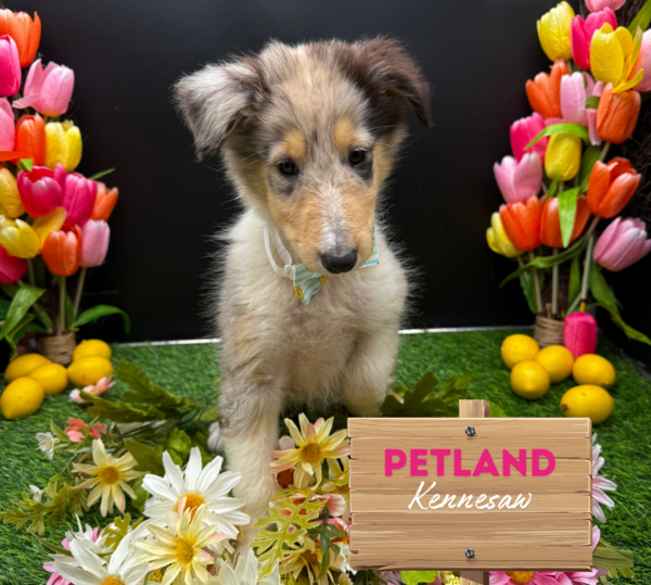 [#251765-06] Blue Merle F Collie Puppies For Sale